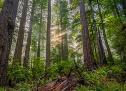 Park Narodowy Redwood w Stanach Zjednoczonych