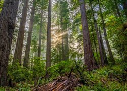 Las, Drzewa, Przebijające światło, Mgła, Rośliny, Paprocie, Park Narodowy Redwood, Kalifornia, Stany Zjednoczone