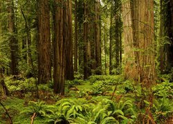 Stany Zjednoczone, Stan Kalifornia, Park Narodowy Redwood, Drzewa, Sekwoje, Paprocie