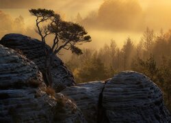 Park Narodowy Saskiej Szwajcarii i Góry Połabskie we mgle