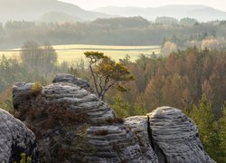 Góry Połabskie, Skały, Lasy, Drzewa, Park Narodowy Saskiej Szwajcarii, Niemcy