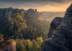 Góry Połabskie, Park Narodowy Saskiej Szwajcarii, Skały, Drzewo, Las, Przebijające światło, Niemcy