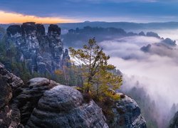 Niemcy, Park Narodowy Saskiej Szwajcarii, Skały, Drzewo, Mgła, Góry Połabskie