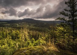 Park Narodowy Szumawa, Las, Lato, Góry, Drzewa, Chmury, Głazy, Rośliny, Czechy Południowe