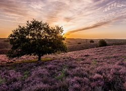 Park Narodowy Veluwezoom o wschodzie słońca