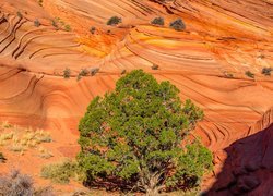 Skały, Drzewo, Rośliny, Park Narodowy Zion, Stan Utah, Stany Zjednoczone