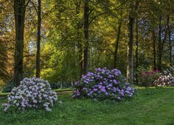 Park Rododendronów Kromlau w niemieckiej Saksonii