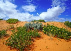 Park stanowy Coral Pink Sand Dunes w amerykańskim stanie Utah