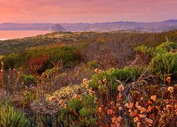 Stany Zjednoczone, Kalifornia, Park Stanowy Montana de Oro, Zachód słońca, Wzgórza, Krzewy, Roślinność