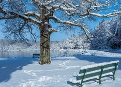 Park ze stawem i ławeczkami w zimowej odsłonie