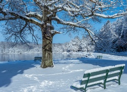 Park, Staw, Drzewa, Ławeczki, Zima