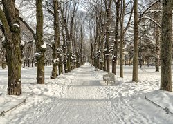 Zima, Park, Droga, Ławki, Drzewa