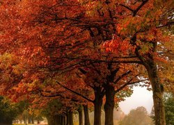 Parkowa aleja jesienią