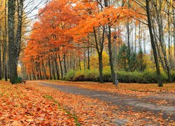 Jesień, Park, Aleja, Drzewa, Liście
