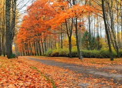 Parkowa alejka jesienią