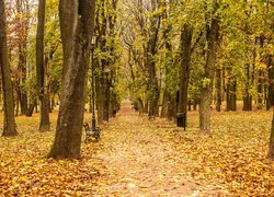 Parkowa alejka jesienną porą