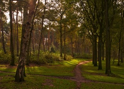 Las, Park, Ścieżka