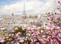 Wieża Eiffla, Wiosna, Magnolia, Paryż, Francja