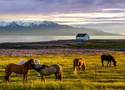 Pasące się konie na łąkach nieopodal fiordu Skagafjordur w Islandii
