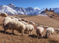 Pasące się owce na tle gór i klasztoru Cminda Sameba w Gruzji
