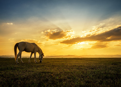 Pasący się koń na łące w blasku zachodzącego słońca