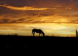 Zachód słońca, Koń