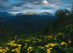 Kwiaty, Góry, Drzewa, Pasmo górskie, Ałatau Kuźniecki, Syberia, Rosja