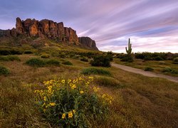 Stany Zjednoczone, Stan Arizona, Góry, Superstition Mountains, Skały, Droga, Trawa, Kwiaty, Kaktus