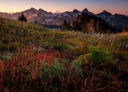 Park Narodowy Mount Rainier, Góry, Tatoosh Range, Łąka, Rośliny, Stan Waszyngton, Stany Zjednoczone