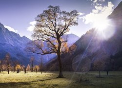 Pastwisko Großer Ahornboden w Alpejskim Parku Krajobrazowym Karwendel