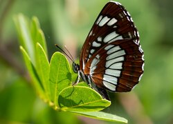 Motyl, Pasyn lucylla, Pokłonnik lucylla, Owad, Liście