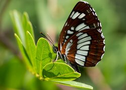 Motyl, Pasyn lucylla, Pokłonnik lucylla, Owad, Liście