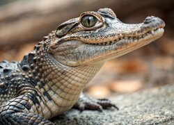 Aligator