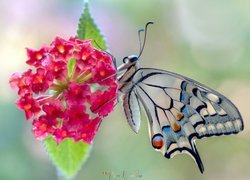 Motyl, Paź królowej, Czerwony, Kwiat