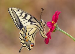 Motyl, Paź królowej, Czerwony, Kwiat, Makro