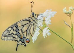 Motyl, Paź królowej, Dzika marchew