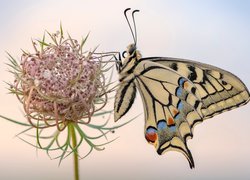 Motyl, Paź królowej, Roślina, Dzika marchew, Makro