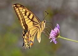 Motyl, Paź królowej, Fioletowy, Kwiatek, Makro