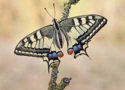 Motyl, Paź królowej, Gałąź