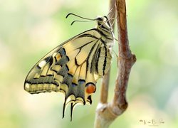 Makro, Motyl, Paź królowej, Gałązka