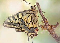 Paź królowej na gałązce w zbliżeniu