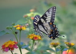 Motyl, Paź królowej, Kwiatki