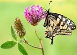 Motyl, Paź królowej, Kwiat, Koniczyna, Makro