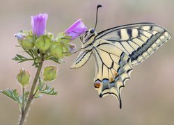 Motyl, Paź królowej, Kwiat, Ślaz zaniedbany