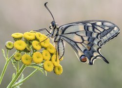 Motyl, Paź królowej, Żółte, Kwiaty, Wrotycz