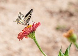 Motyl, Paź królowej, Kwiat, Cynia