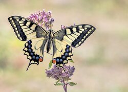 Motyl, Paź królowej, Kwiaty, Gałązka