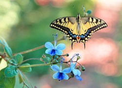 Motyl, Paź królowej, Niebieskie, Kwiatki