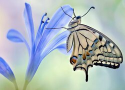 Motyl, Paź królowej, Kwiat, Niebieski