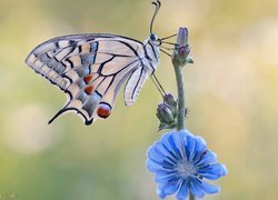 Motyl, Paź królowej, Niebieski, Kwiat, Makro